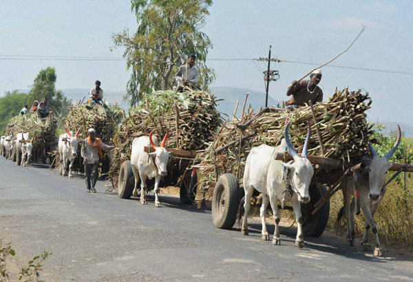 Migrant Sugarcane Field Workers’ Situation